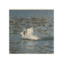 Swan Splashing im Wasser