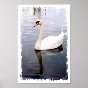 Swan Swans Birds Wasservögel Fotografie Poster