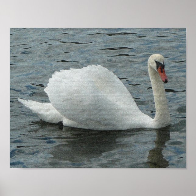 Swan Swimming Print Poster (Vorne)