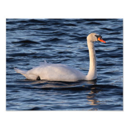 Swan und Blaues Wasser Fotodruck