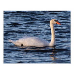 Swan und Blaues Wasser Fotodruck