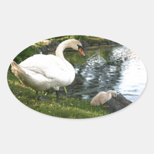 Swan und Cygnet Ovaler Aufkleber