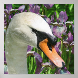 Swan und Lila Iris-Blume Poster