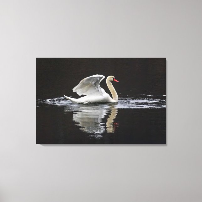 Swan und Reflektionen Leinwanddruck (Vorderseite)