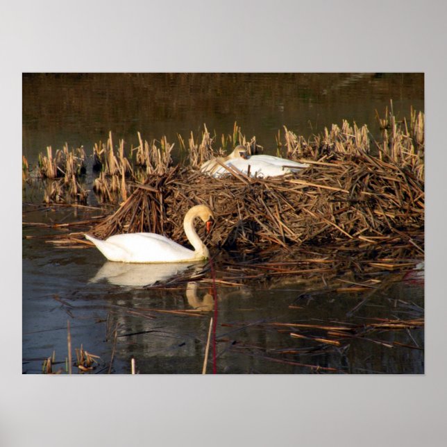 Swan Watching Over His Mate Poster (Vorne)