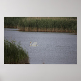 Swan Waterscape Poster