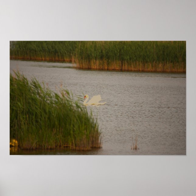 Swan Waterscape Poster (Vorne)