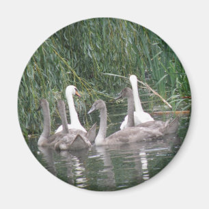 SWans and Cygnets Magnet