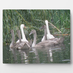 Swans and Cygnets Plaque Fotoplatte