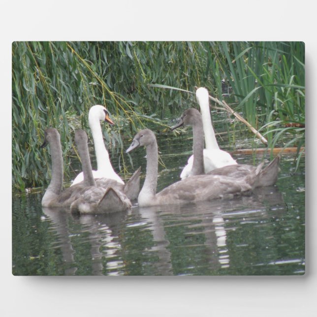Swans and Cygnets Plaque Fotoplatte (Vorderseite)