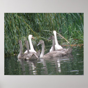 Swans and Cygnets Poster
