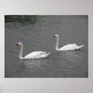 Swans auf dem River Poster