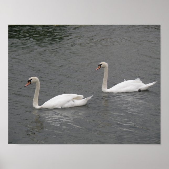 Swans auf dem River Poster (Vorne)