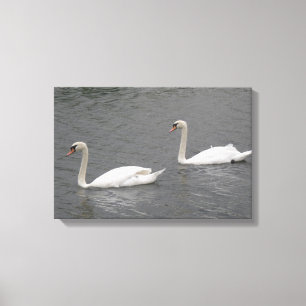 Swans auf der Canvas Print Leinwanddruck