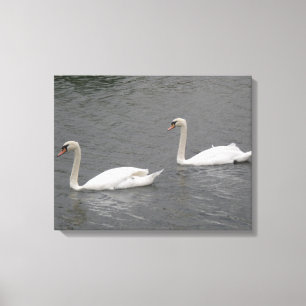 Swans auf der Canvas Print Leinwanddruck