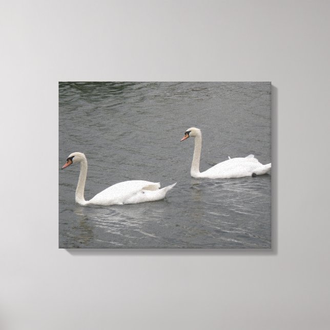 Swans auf der Canvas Print Leinwanddruck (Vorderseite)