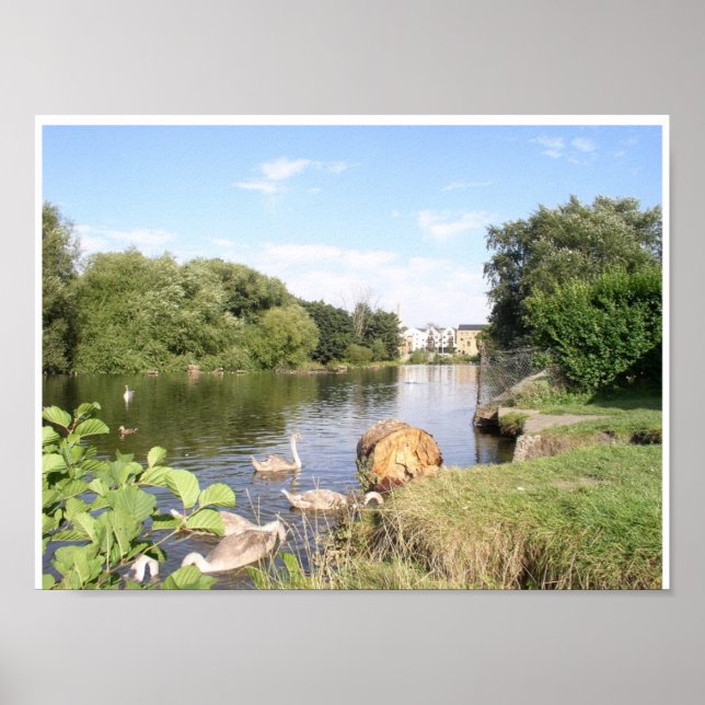 Swans auf Fluss Liffey Dublin Irland Poster (Vorne)
