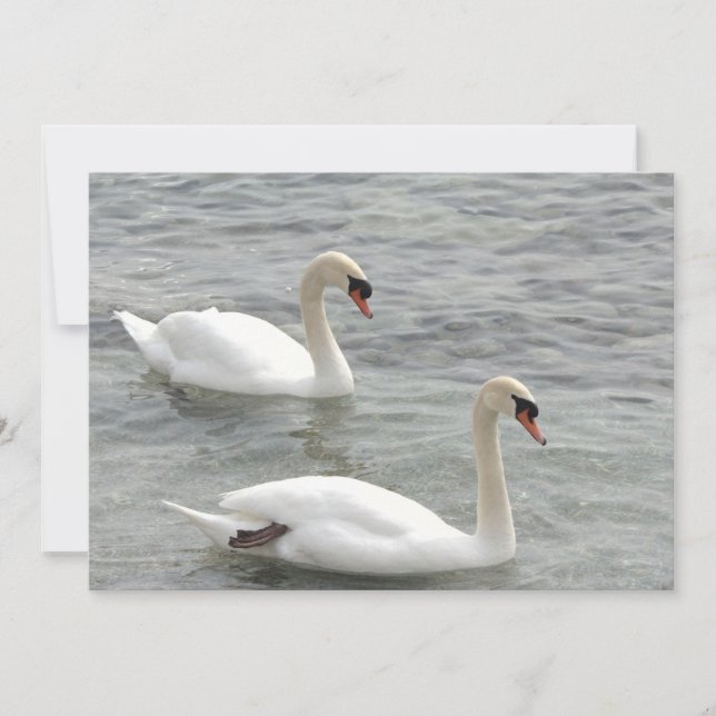 Swans auf Lake Card Karte (Vorderseite)