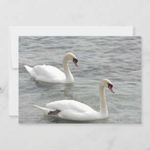 Swans auf Lake Card Karte