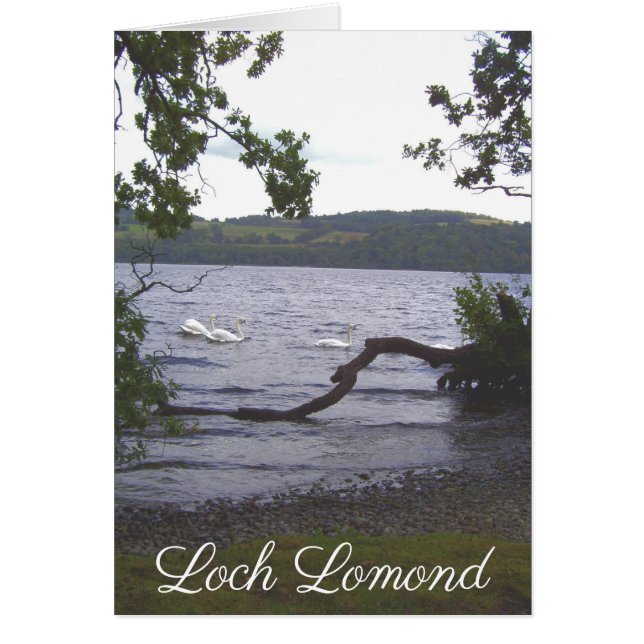 Swans auf Loch Lomond (Vorne)