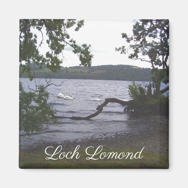 Swans auf Loch Lomond Magnet (Vorne)