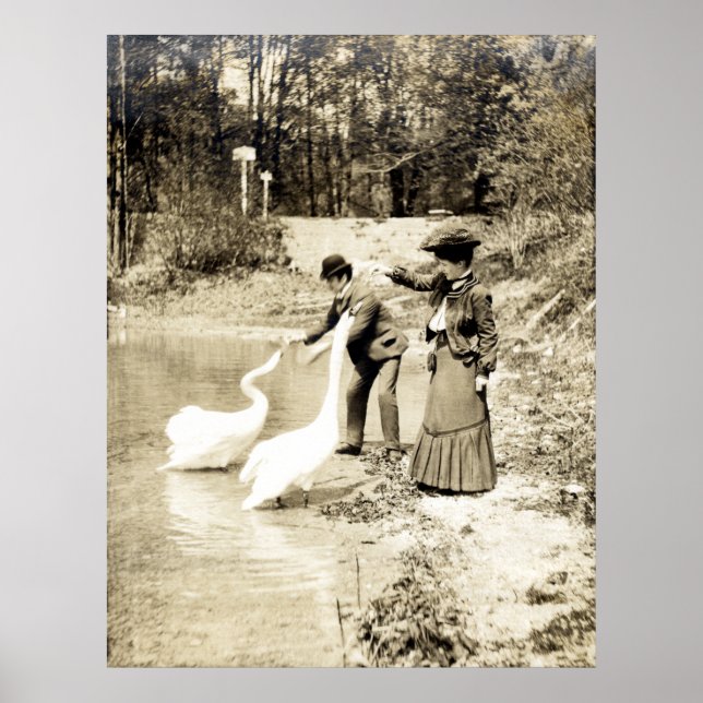 Swans aus dem 19. Jahrhundert in Paris Poster (Vorne)