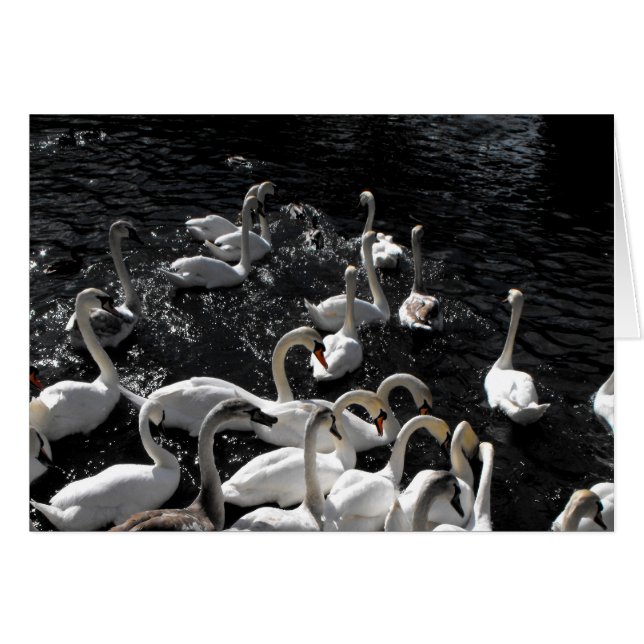 Swans away-Karte (Vorderseite (Horizontal))