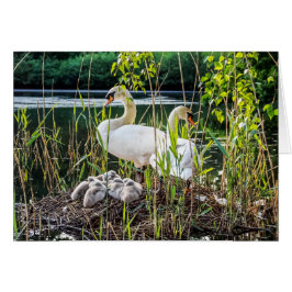 Swans & Cygnets