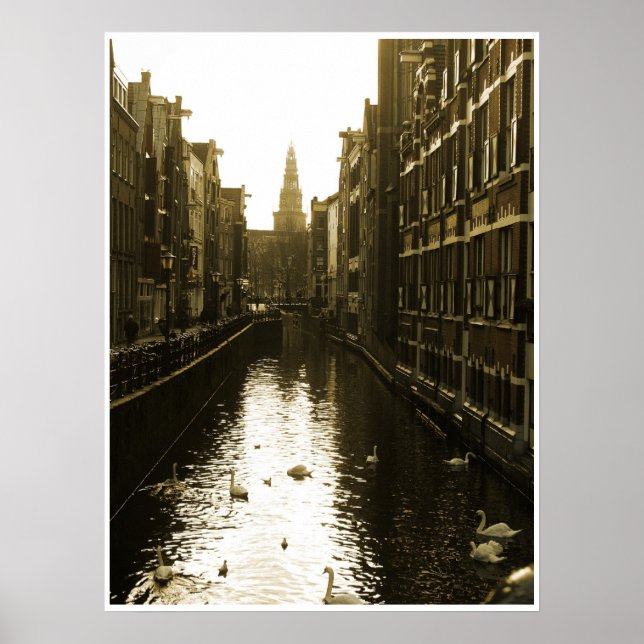 Swans in Amsterdam Canal at Dawn Poster Art (Vorne)