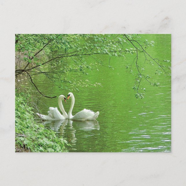 Swans in Liebe Postkarte (Vorderseite)
