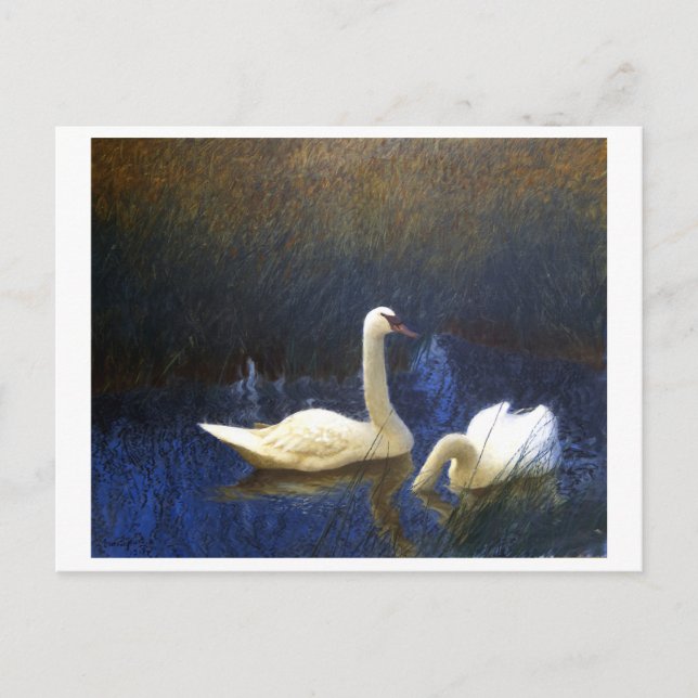 Swans in Reeds (1907) von Bruno Liljefors. Postkarte (Vorderseite)