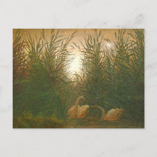 Swans in Reeds von Caspar David Friedrich Postc Postkarte