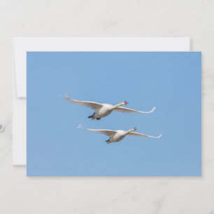 Swans Nature Foto Card