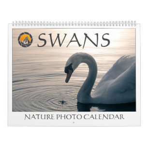 Swans Nature Fotos 2025 Kalender