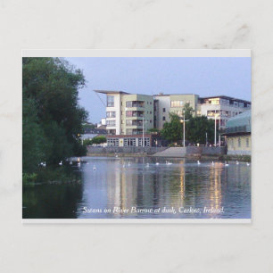 Swans on River Barrow, Carlow Town, Irland Postkarte