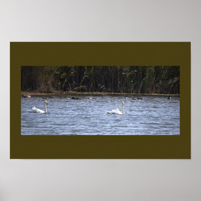 Swans on the Pond Poster (Vorne)