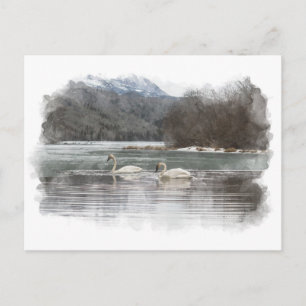 Swans Postkarte