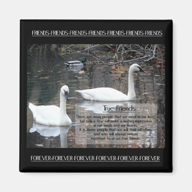 Swans-True Friends Magnet (Vorne)