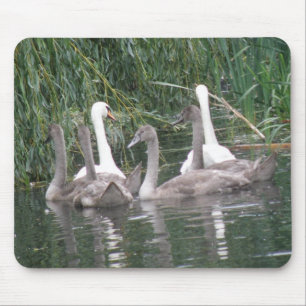 Swans und Cygnets Mousepad