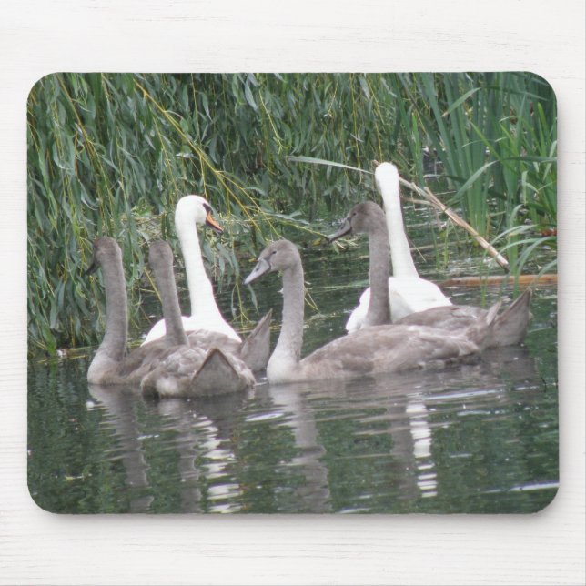 Swans und Cygnets Mousepad (Vorne)