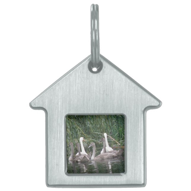 Swans und Cygnets Pet Tag Tiermarke (Vorderseite)