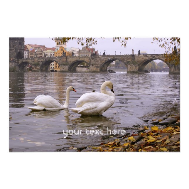 Swans und Karlsbrücke in Prag Fotodruck (Vorne)