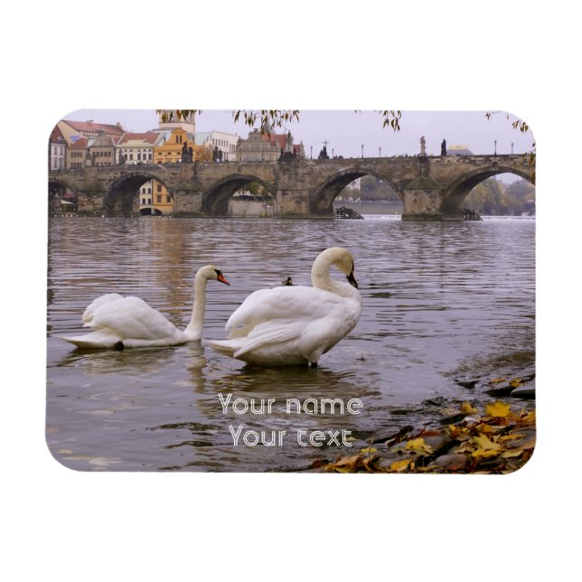 Swans und Karlsbrücke in Prag Magnet (Horizontal)