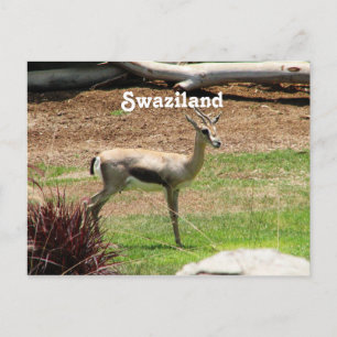 Swaziland Gazelle Postkarte