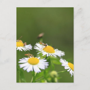 Sweat Bee Postkarte