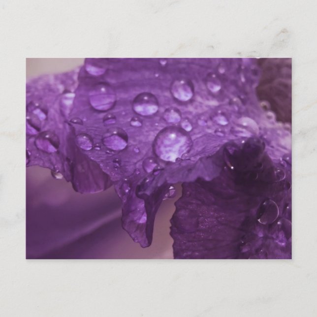 Sweaty Iris Postkarte (Vorderseite)