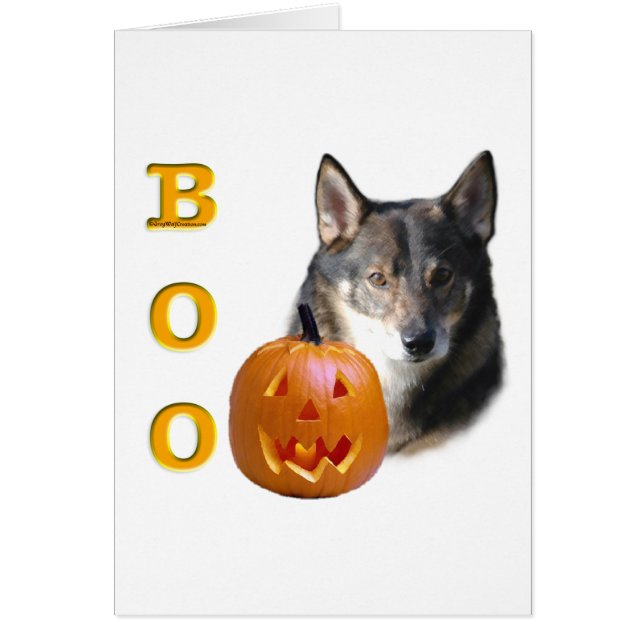 Swedish Vallhund Boo (Vorne)