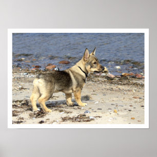 Swedish Vallhund on Beach Poster