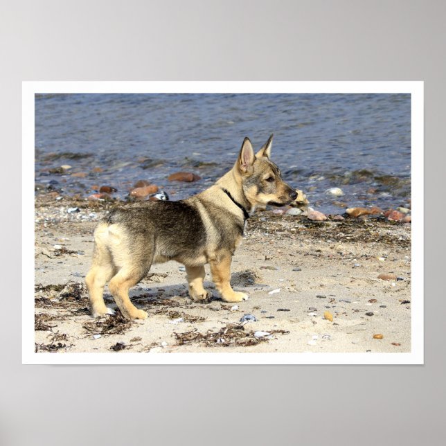 Swedish Vallhund on Beach Poster (Vorne)