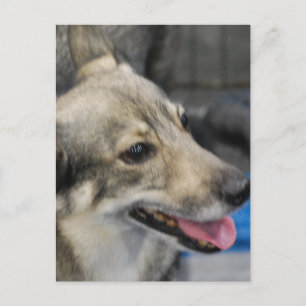 Swedish Vallhund Postcard Postkarte